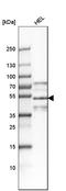 Periphilin 1 antibody, HPA038902, Atlas Antibodies, Western Blot image 