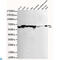 Heat Shock Protein Family D (Hsp60) Member 1 antibody, LS-C813272, Lifespan Biosciences, Western Blot image 