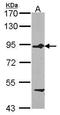 Polyphosphoinositide phosphatase antibody, TA308985, Origene, Western Blot image 