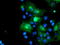 FXYD Domain Containing Ion Transport Regulator 3 antibody, LS-C173931, Lifespan Biosciences, Immunofluorescence image 