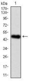 BPI Fold Containing Family A Member 2 antibody, GTX60562, GeneTex, Western Blot image 