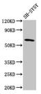 Deformed epidermal autoregulatory factor 1 homolog antibody, LS-C671567, Lifespan Biosciences, Western Blot image 
