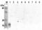 Angiopoietin Like 5 antibody, ALX-210-473-C100, Enzo Life Sciences, Western Blot image 