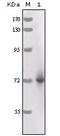 C-C Motif Chemokine Ligand 3 antibody, LS-C171389, Lifespan Biosciences, Western Blot image 