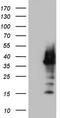 Homeobox protein Nkx-3.1 antibody, TA805293, Origene, Western Blot image 