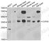 COP9 Signalosome Subunit 6 antibody, A7072, ABclonal Technology, Western Blot image 