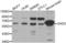 Glutamate Decarboxylase 2 antibody, LS-C331171, Lifespan Biosciences, Western Blot image 