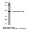Neurexophilin 1 antibody, LS-C177865, Lifespan Biosciences, Western Blot image 
