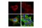 Calreticulin antibody, 52286S, Cell Signaling Technology, Immunofluorescence image 
