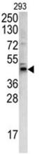 Protein Wnt-4 antibody, AP17835PU-N, Origene, Western Blot image 