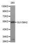 Histone-lysine N-methyltransferase SUV39H2 antibody, abx002314, Abbexa, Western Blot image 