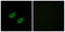 JIP-3 antibody, LS-C119328, Lifespan Biosciences, Immunofluorescence image 
