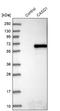 Calsequestrin-1 antibody, NBP1-88181, Novus Biologicals, Western Blot image 