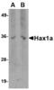 HCLS1-associated protein X-1 antibody, MBS150033, MyBioSource, Western Blot image 
