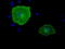 Butyrophilin Subfamily 1 Member A1 antibody, TA501528, Origene, Immunofluorescence image 