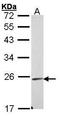 Endomucin antibody, TA308287, Origene, Western Blot image 