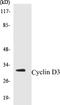 Cyclin D3 antibody, EKC1155, Boster Biological Technology, Western Blot image 