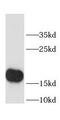 Coiled-coil-helix-coiled-coil-helix domain-containing protein 2, mitochondrial antibody, FNab01635, FineTest, Western Blot image 