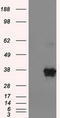 DNA excision repair protein ERCC-1 antibody, LS-C799272, Lifespan Biosciences, Western Blot image 
