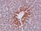 Jumonji Domain Containing 7 antibody, PA5-20809, Invitrogen Antibodies, Immunohistochemistry frozen image 