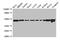 Activating Signal Cointegrator 1 Complex Subunit 1 antibody, CSB-PA002196LA01HU, Cusabio, Western Blot image 