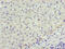 Ecto-NOX Disulfide-Thiol Exchanger 1 antibody, CSB-PA007676LA01HU, Cusabio, Immunohistochemistry frozen image 