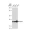 Nudix Hydrolase 1 antibody, GTX03206, GeneTex, Western Blot image 