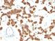 Keratin 18 antibody, V2677IHC-7ML, NSJ Bioreagents, Immunohistochemistry paraffin image 