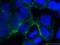 ORAI Calcium Release-Activated Calcium Modulator 1 antibody, 13130-1-AP, Proteintech Group, Immunofluorescence image 