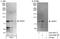 Structure Specific Recognition Protein 1 antibody, A303-068A, Bethyl Labs, Western Blot image 