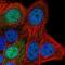 SAP30 Like antibody, NBP2-58296, Novus Biologicals, Immunofluorescence image 