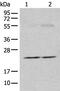 Calcium-dependent secretion activator 1 antibody, PA5-68381, Invitrogen Antibodies, Western Blot image 