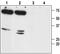 Aquaporin-7 antibody, PA5-77712, Invitrogen Antibodies, Western Blot image 