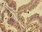 Prolactin Regulatory Element Binding antibody, CSB-PA867205LA01HU, Cusabio, Immunohistochemistry frozen image 