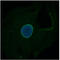 Spectrin Repeat Containing Nuclear Envelope Family Member 3 antibody, AM33013PU-N, Origene, Immunofluorescence image 