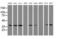 Leucine carboxyl methyltransferase 1 antibody, MA5-25597, Invitrogen Antibodies, Western Blot image 