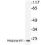 Histone H1.0 antibody, AP20238PU-N, Origene, Western Blot image 