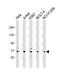 Nucleoporin 85 antibody, 61-273, ProSci, Western Blot image 