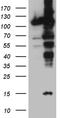 Importin 5 antibody, TA811926, Origene, Western Blot image 