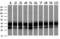 Basigin (Ok Blood Group) antibody, GTX84801, GeneTex, Western Blot image 