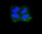 Keratin 1 antibody, NBP2-67544, Novus Biologicals, Immunocytochemistry image 