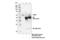 CRAF1 antibody, 61095S, Cell Signaling Technology, Immunoprecipitation image 