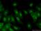 Exosome Component 7 antibody, 25292-1-AP, Proteintech Group, Immunofluorescence image 