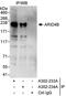 AT-rich interactive domain-containing protein 4B antibody, A302-234A, Bethyl Labs, Immunoprecipitation image 