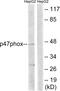 Neutrophil Cytosolic Factor 1 antibody, abx012986, Abbexa, Western Blot image 