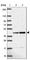 Transcription Factor Like 5 antibody, HPA055223, Atlas Antibodies, Western Blot image 