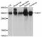 Agmatinase, mitochondrial antibody, PA5-76561, Invitrogen Antibodies, Western Blot image 