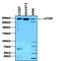 Mechanistic Target Of Rapamycin Kinase antibody, PA1-518, Invitrogen Antibodies, Western Blot image 