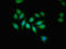 Alpha- and gamma-adaptin-binding protein p34 antibody, orb401320, Biorbyt, Immunofluorescence image 
