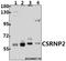 Cysteine And Serine Rich Nuclear Protein 2 antibody, A16562-1, Boster Biological Technology, Western Blot image 